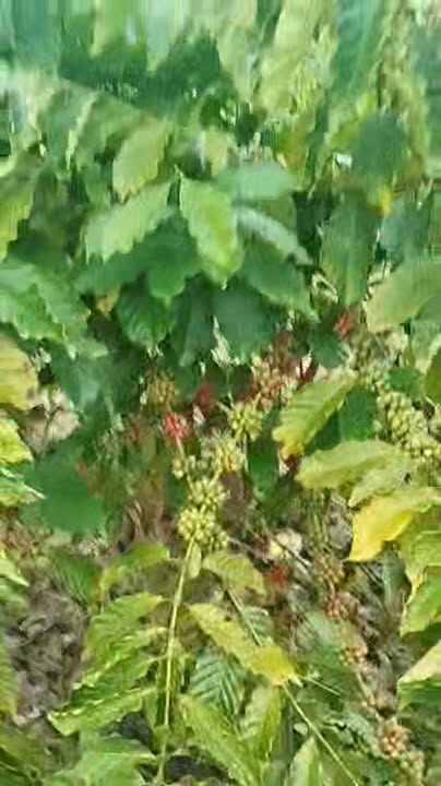 Đất vườn 1.1ha tại xã Ea Hồ, huyện Krông Năng - Giá chỉ 1.1 tỷ, cơ hội đầu tư tốt!