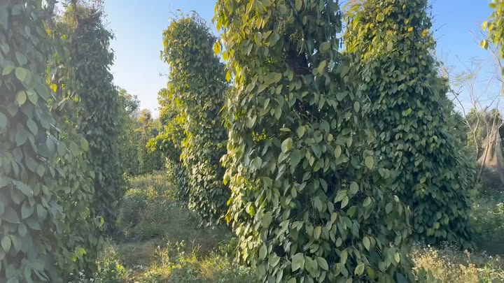 Đất kinh doanh 18,000m² tại xã Nâm Nung, Krông Nô - Giá 5.79 tỷ, thương lượng tốt!