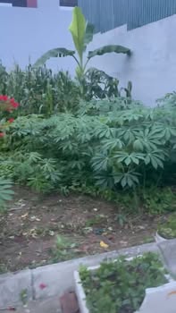 Đất nền lô góc 60m² tại Thu Nội - Ứng Hòa chỉ 2.x tỷ - Sổ đỏ chính chủ!