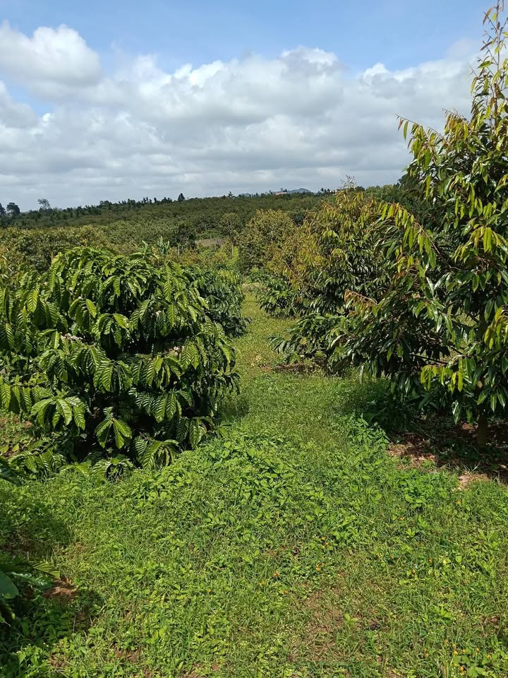 Bán gấp Farm 7 sào tại xã Ea Tóh, huyện Krông Năng - Giá chỉ 4,2 tỷ