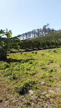 Đất nền Đam Rông 1 8100m² giá 1.35 tỷ - Pháp lý rõ ràng, ô tô vào tận nơi!