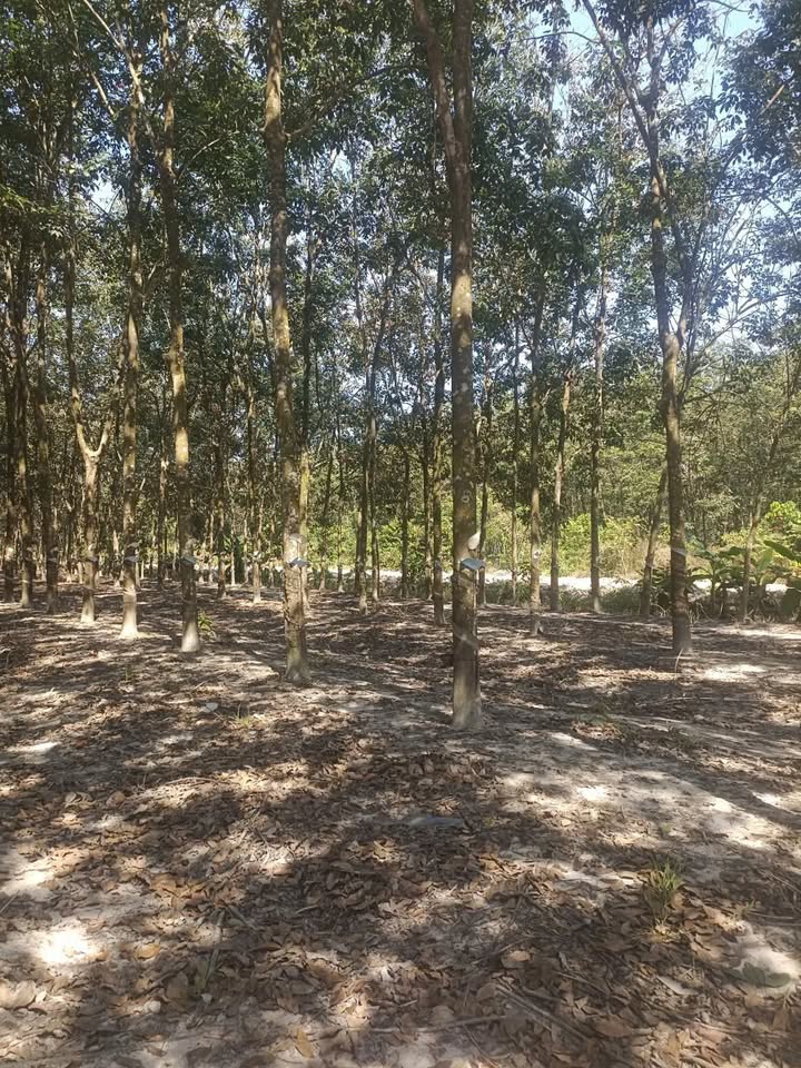 Đất Farm Tân Phong 12.000m² giá 12.5 tỷ - Đầu tư sinh lời ngay!