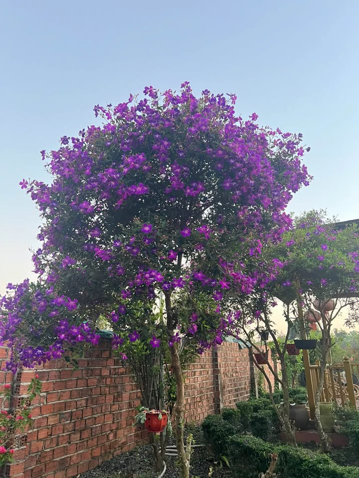 Đất thổ cư Phường 1, Bảo Lộc, 300m² giá 6.5 tỷ - Cơ hội đầu tư tuyệt vời!