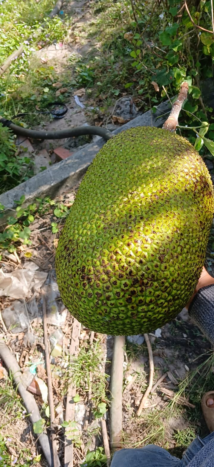 Đất thổ cư Khu phố Trường Đức, Tây Ninh 141.9m² giá 390 triệu - Cơ hội đầu tư tuyệt vời!