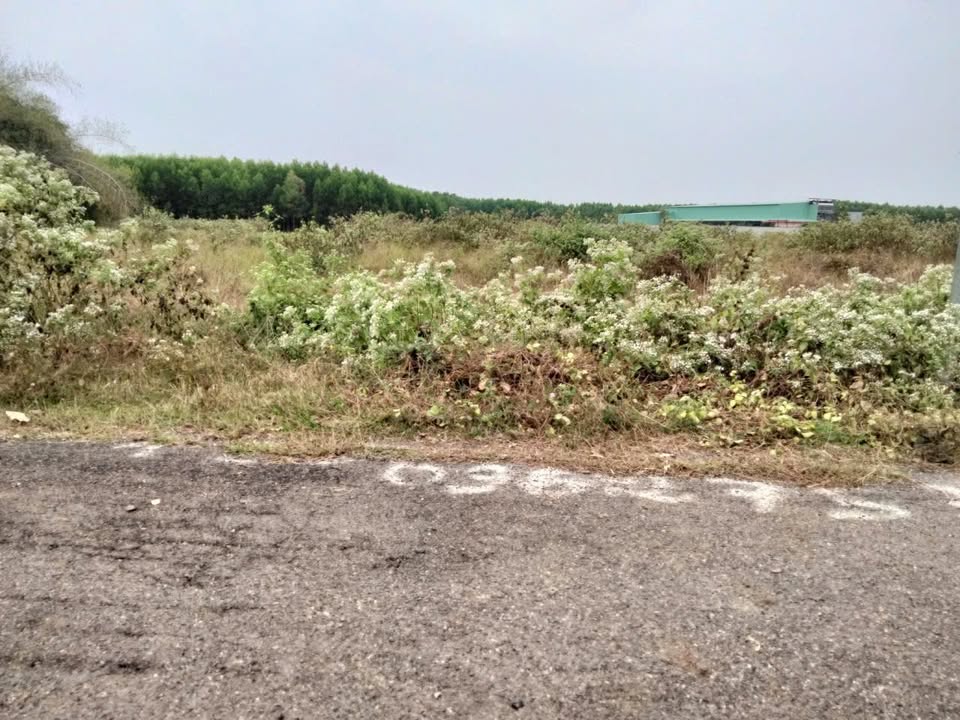 Đất nền Sông Xoài, Phú Mỹ 160m² chỉ 850 triệu - Đầu tư sinh lời hấp dẫn!