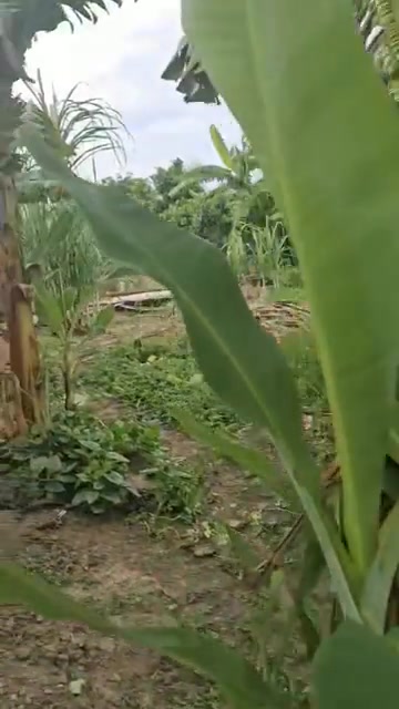 Đất nền mặt tiền nhựa tại Cái Lậy, Tiền Giang 290m² giá 850 triệu - Đầu tư sinh lời ngay!