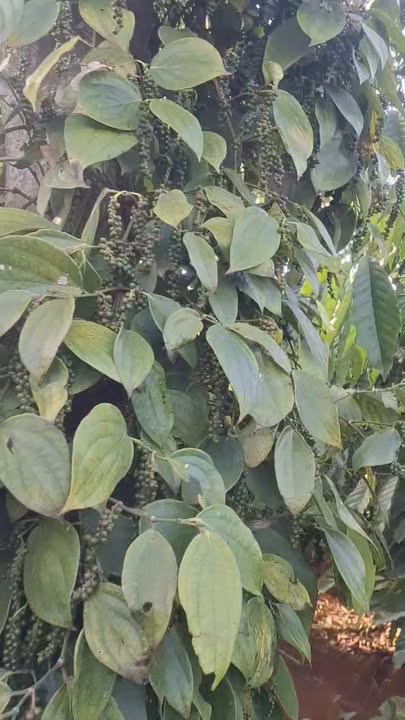 Mảnh vườn Farm Đắk Lao 2000m² giá 800 triệu - Cơ hội đầu tư hấp dẫn!