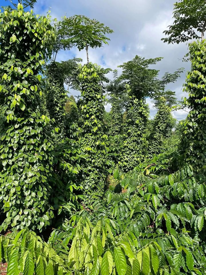 Đất thổ cư 5.000m² tại Đắk Sắk, giá chỉ 1.7 tỷ - Cơ hội đầu tư tuyệt vời!