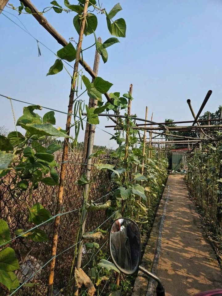 Đất vườn 318m² Làng Yên Mỹ, Thanh Trì - Tiềm năng kinh doanh tuyệt vời!