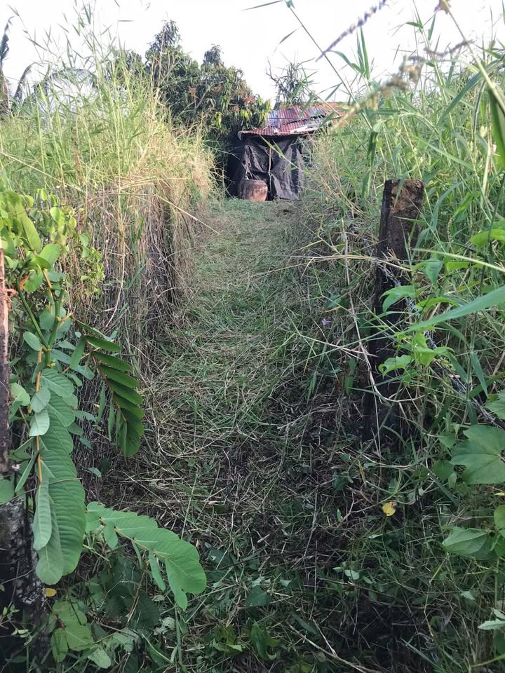 Đất nền Đức Tân, Tân Trụ 80m² giá 150 triệu - Gần thị trấn, tiện ích đầy đủ!