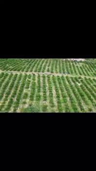 Farm 1,5ha tại Thôn Buôn Choi, Krông Nô với giá 2,4 tỷ - Sổ sẵn, thương lượng tốt!