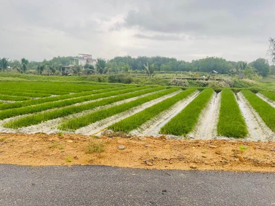 Đất Farm 800m² tại Xã Thăng An, Đà Nẵng chỉ 199 triệu - Cơ hội đầu tư lý tưởng!