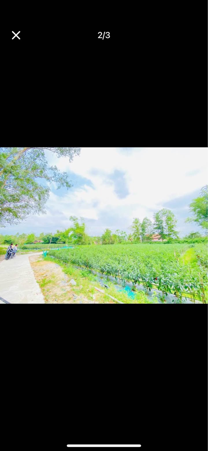 Đất thổ cư Vạn Ninh 1, Mỹ Tài, Phù Mỹ 200m² chỉ 215 triệu - Cơ hội đầu tư tuyệt vời!