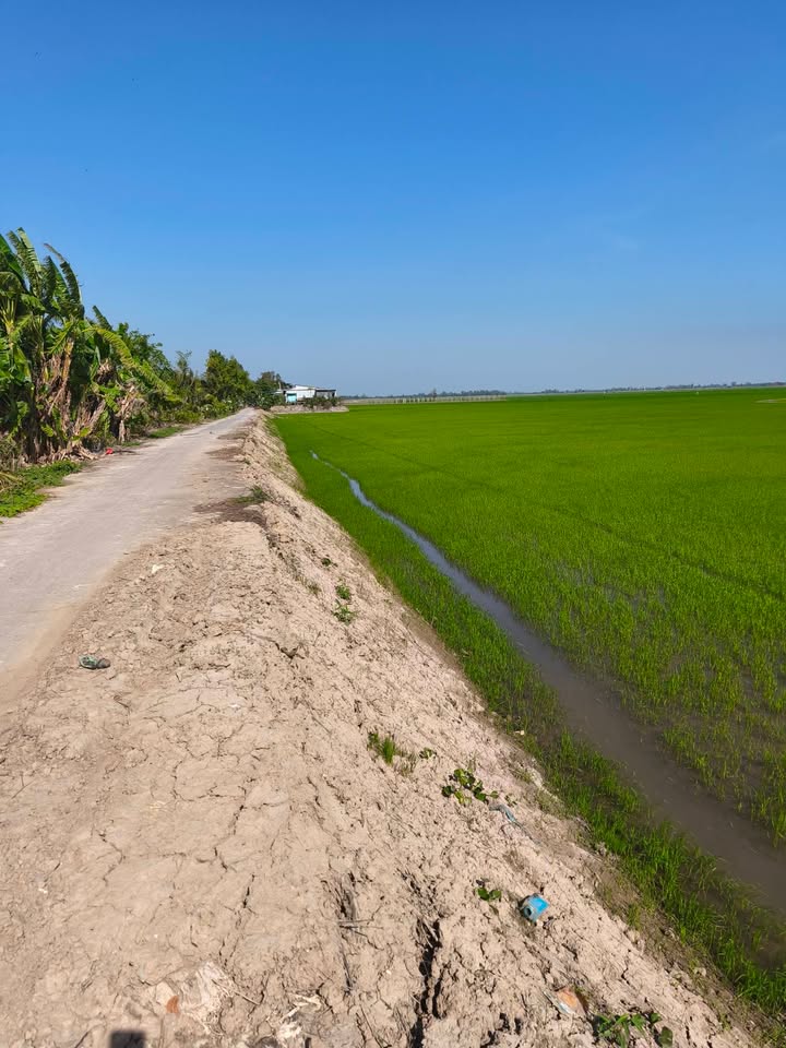 Đất nông nghiệp 32,000m² xã An Long, Đồng Tháp - Giá tốt, cơ hội đầu tư hấp dẫn!