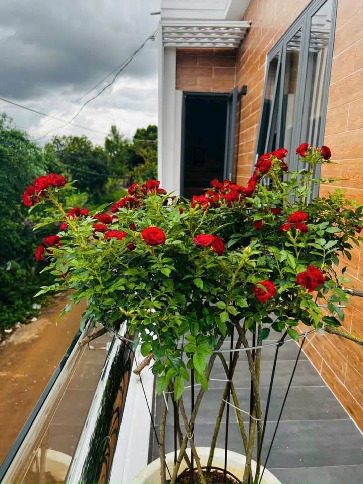 Nhà mặt tiền Nguyễn Thái Học, Bảo Lộc 90m² giá 8.6 tỷ - Đầu tư sinh lời ngay!