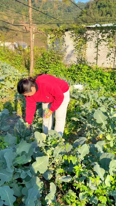 Đất nền tại tổ dân phố Bình Minh, Vân Sơn 2100m² - Cơ hội đầu tư sinh lời!