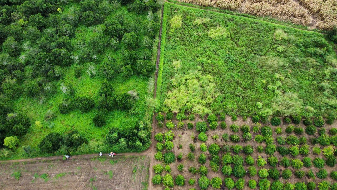 Đất nền 7 sào tại xã Ea Kly, huyện Krông Pắc, Đắk Lắk giá 600 triệu - Cơ hội đầu tư tuyệt vời!