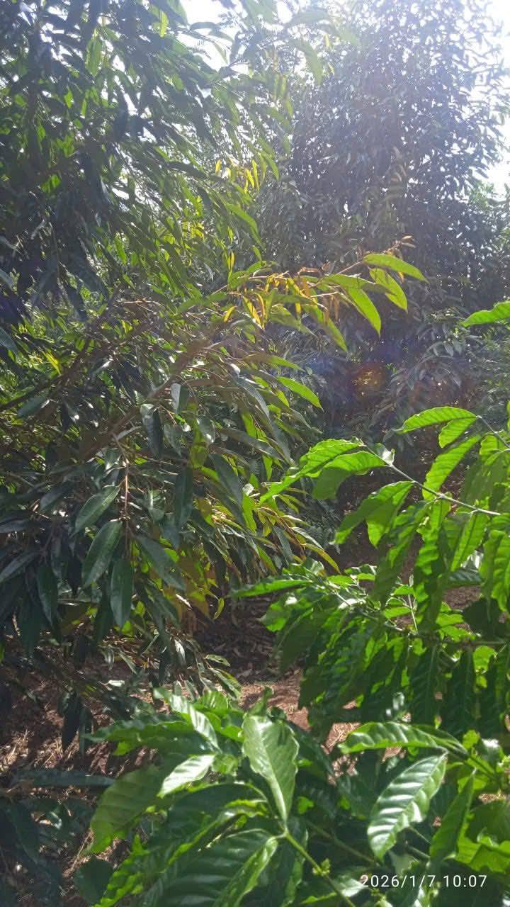 Farm đất 3 sào Thị trấn Phước An 10800m² giá 600 triệu - Sổ hồng chính chủ, cây sầu riêng phát triển tốt!