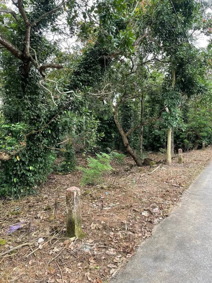 Đất thổ cư Phú Xuân - Núi Tượng 3807m² giá 2.5 tỷ - Cơ hội đầu tư sinh lời!