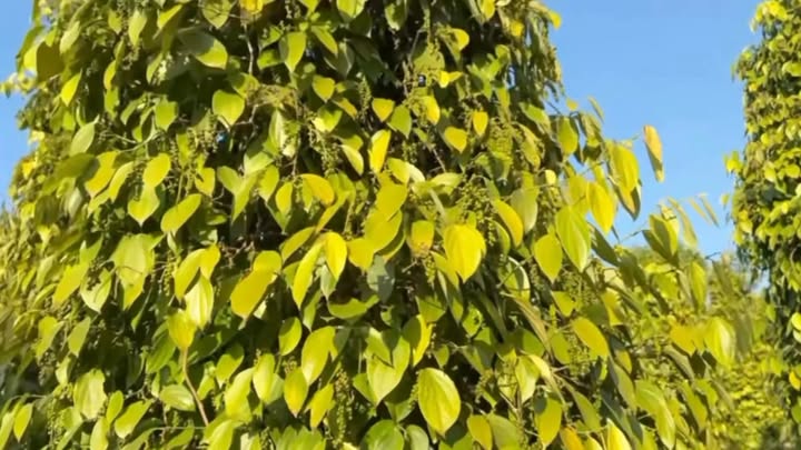 Đất nền 20,000m² tại xã Tân Hội, Đức Trọng - Cách QL14A 1.5km, giá thỏa thuận!