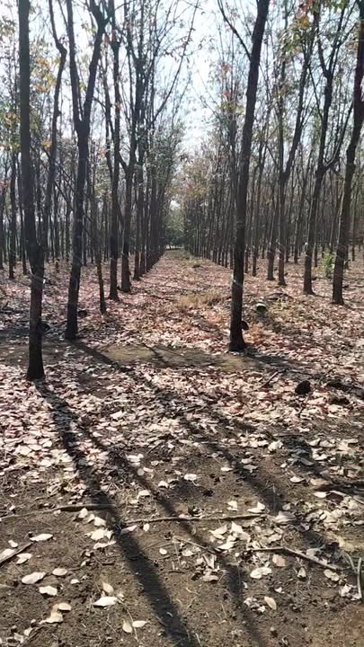 Farm 3,3ha điều và cao su tại Long Bình, giá 3 tỷ - Cần bán gấp để xoay vốn Tết!