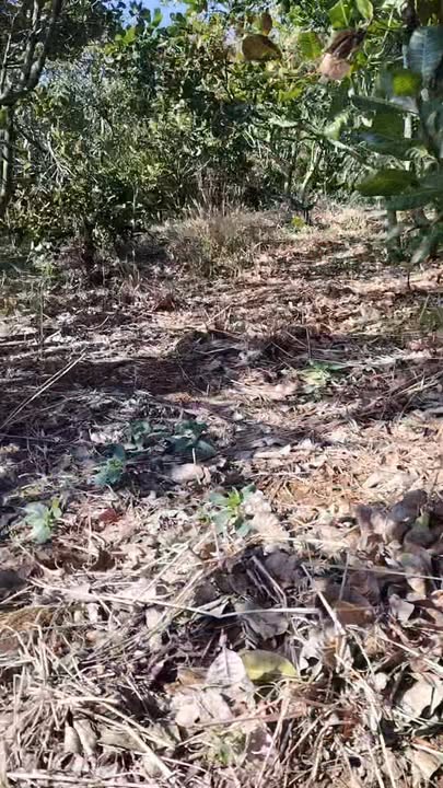 Đất nền 1.2 ha Thôn 6, Xã Quảng Tân, Tuy Đức chỉ 670 triệu - Đầu tư lý tưởng!