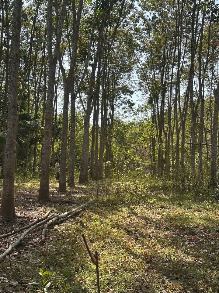 Đất Farm 6,2 xào Phường An Lộc, Thị xã Bình Long - Giá chỉ 1 tỷ!