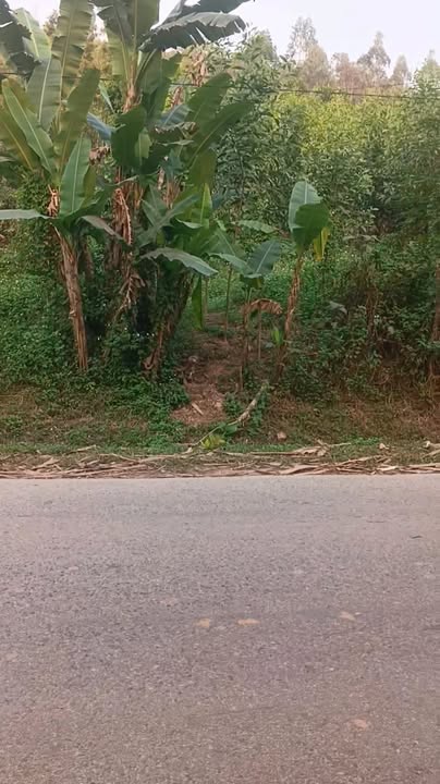 Đất nền Yên Thế 122m² giá 1 tỷ - Đầu tư kinh doanh sinh lời!