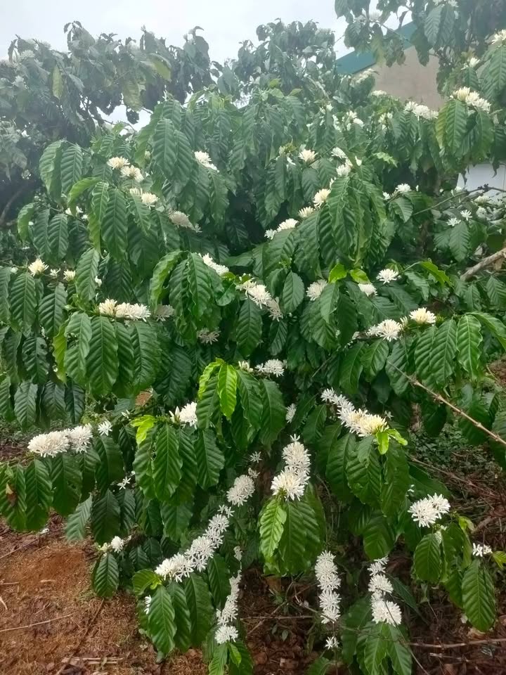 Đất nền Lộc Thắng, Bảo Lâm 10.000m² giá 280 tỷ - Cơ hội đầu tư tuyệt vời!