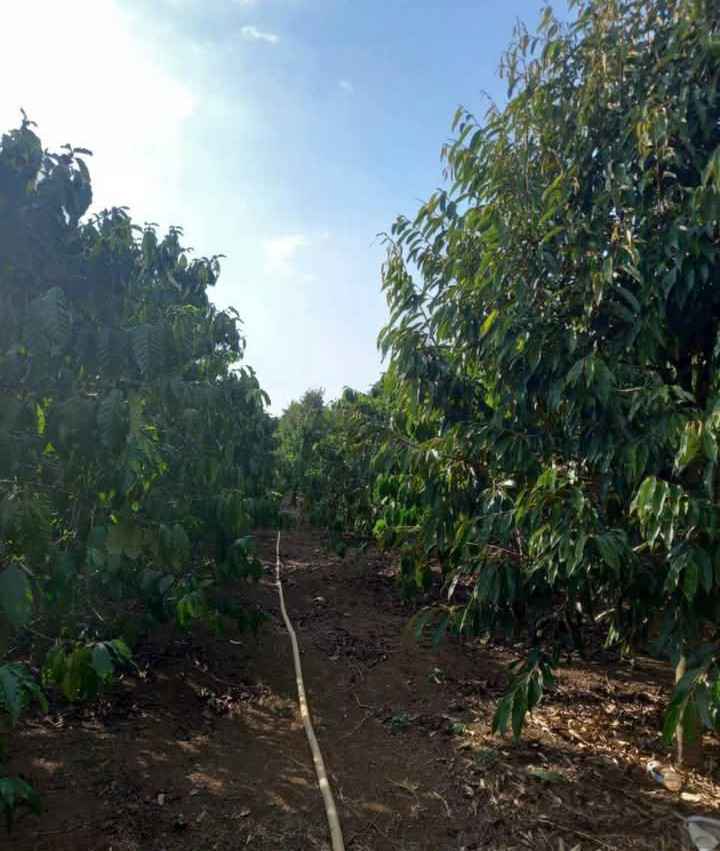 Nhà mặt tiền Trần Khánh Dư, Bảo Lộc 4400m² giá 5.5 tỷ - Đầu tư sinh lời lý tưởng!