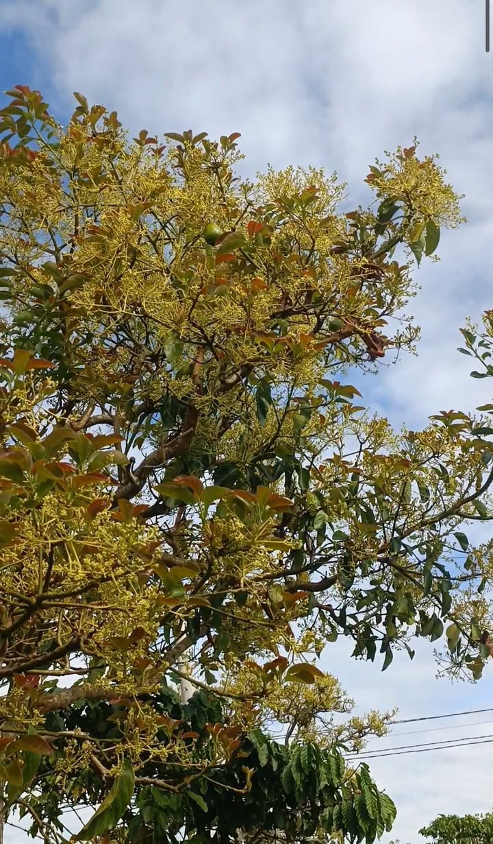 Đất vườn Hồ Ngọc 37,000m² - Đất thổ cư, giá thỏa thuận hấp dẫn!