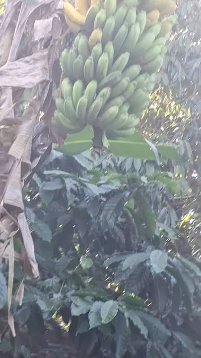 Farm 3000m² tại thôn 1, Xã Ea Ral - Nguồn thu ổn định từ cây ăn trái