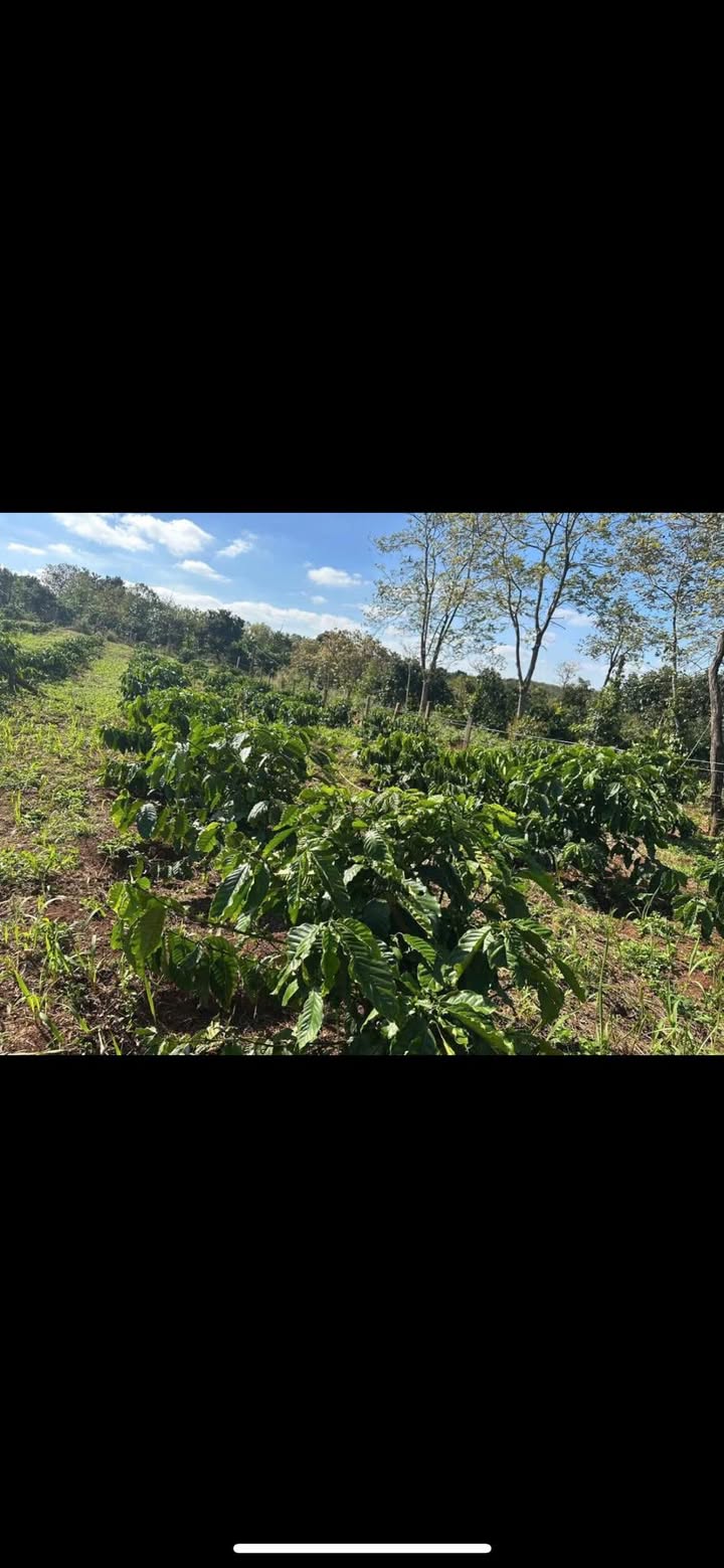 Đất nông nghiệp Thôn 1, xã Dlieyang, 5800m² giá 1.6 tỷ - Tiềm năng sinh lời cao!