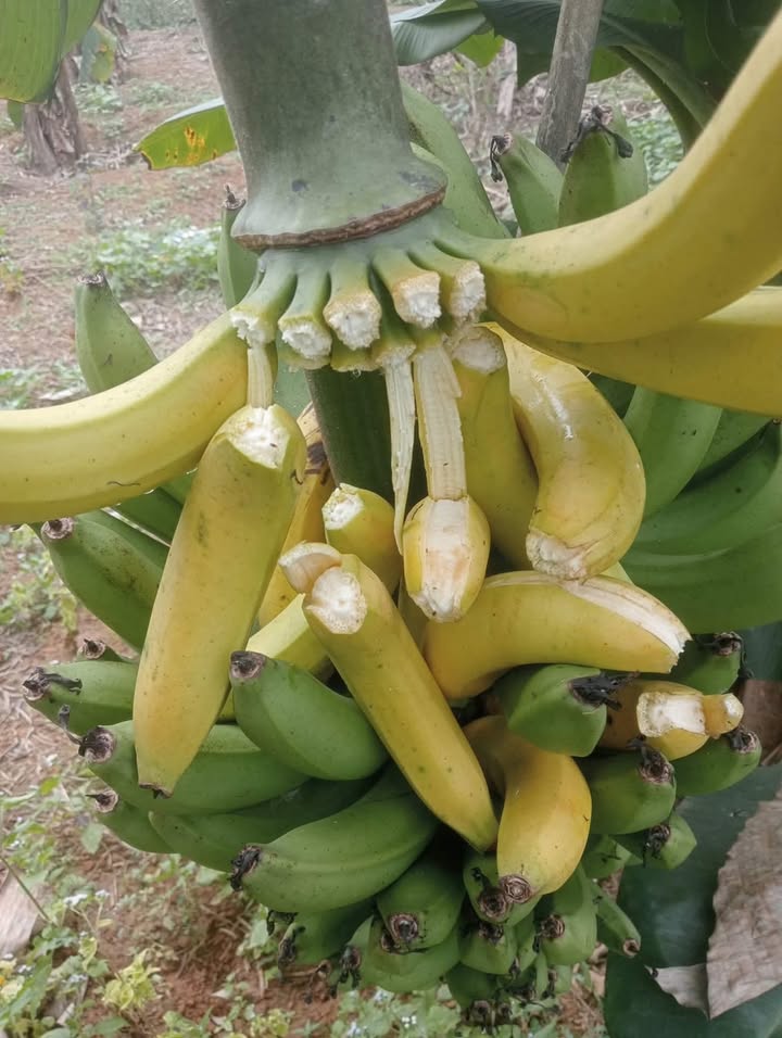 Đất nền Tân Hà, Tân Tiến 3900m² giá chỉ 350 triệu - Cơ hội đầu tư sinh lời!