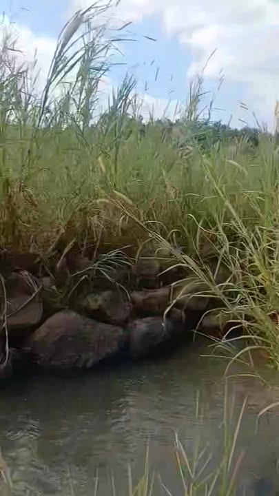 Đất nền 8 sào tại Đắk Sắk, Đắk Nông - Phù hợp làm homestay và nghỉ dưỡng!