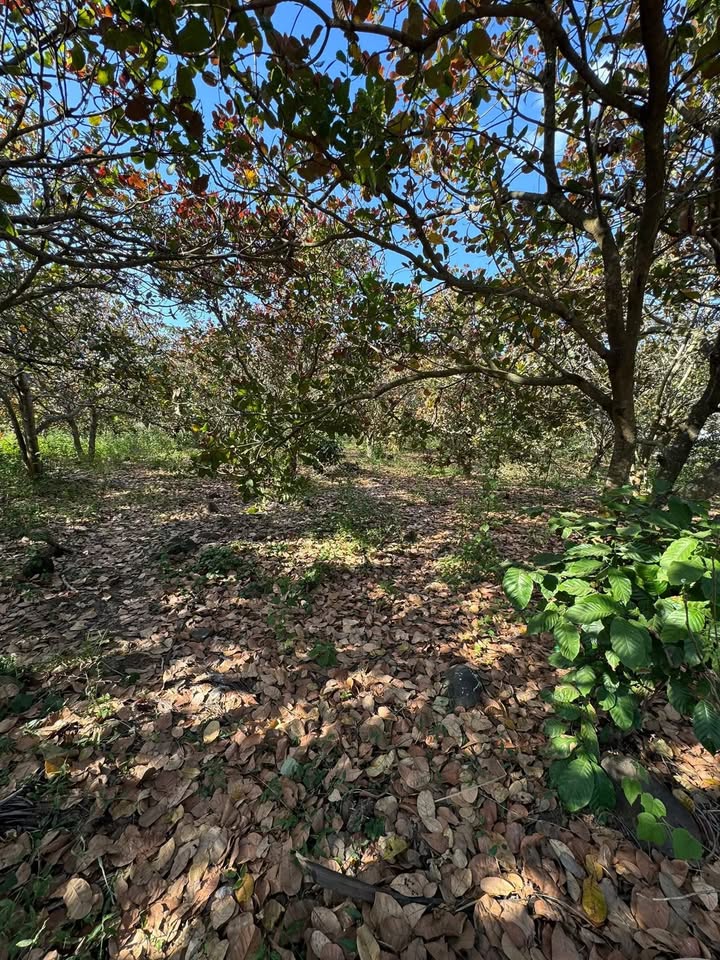 Đất thổ cư thôn 11, xã Nam Hà, Lâm Hà 4,7 xào - Giá chỉ 1,6 tỷ!