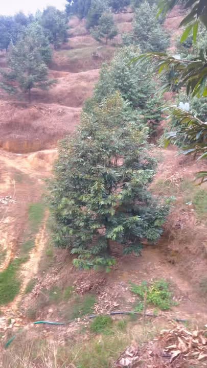 Farm 3ha tại Ma Đa Guôi, Đạ Huoai giá 4 tỷ - Tiềm năng đầu tư cao!