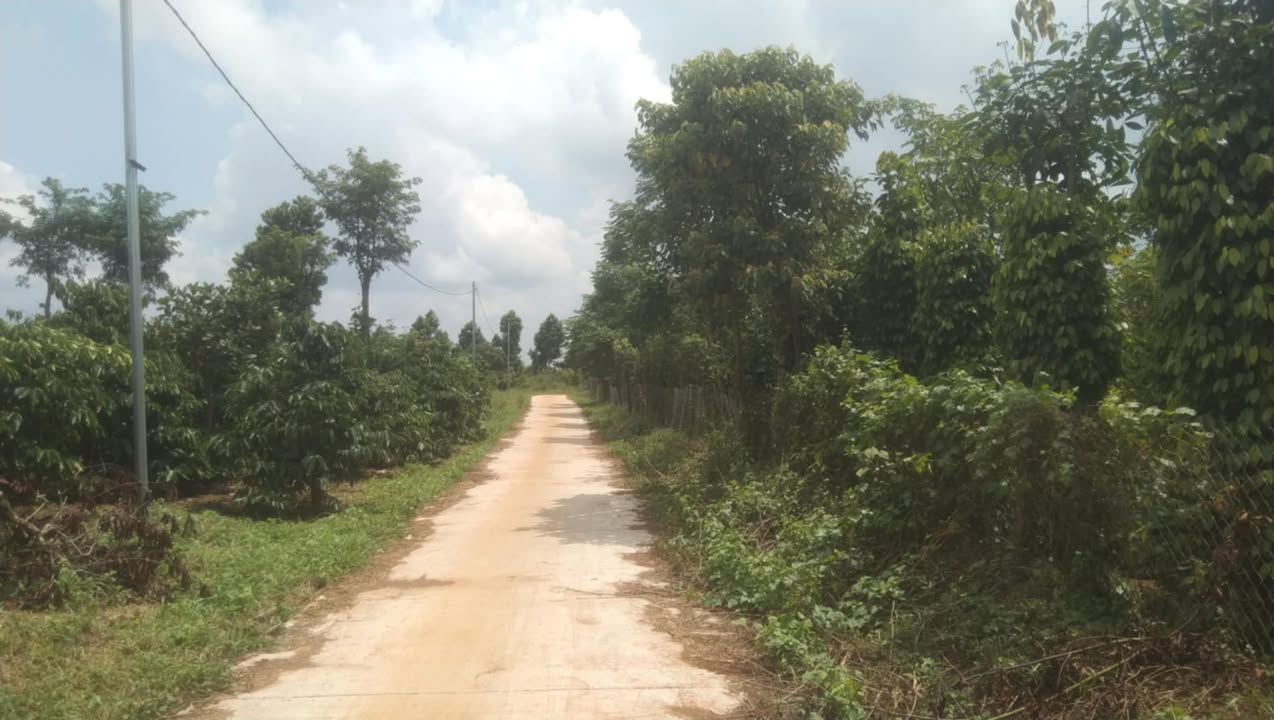 Bán gấp 3ha rẫy điều tại Đắk Ru, Đắk R'Lấp - Giá chỉ 1.74 tỷ