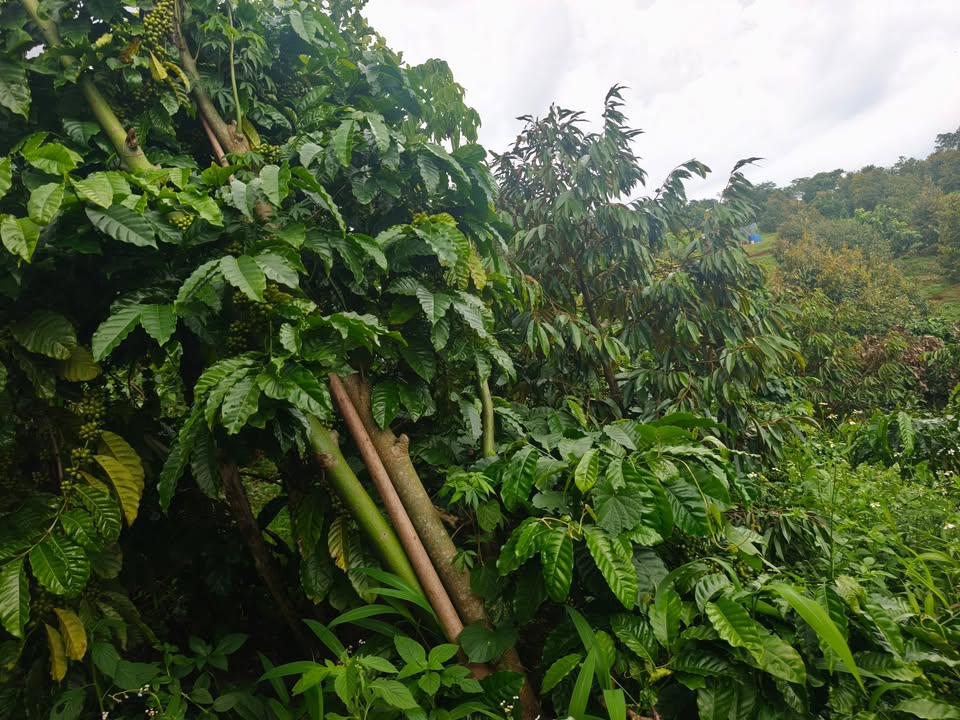 Đất nền Xã Đắk Sin, Huyện Đắk R'Lấp 72000m² giá 1.3 tỷ - Sổ sách đầy đủ, đầu tư sinh lời!