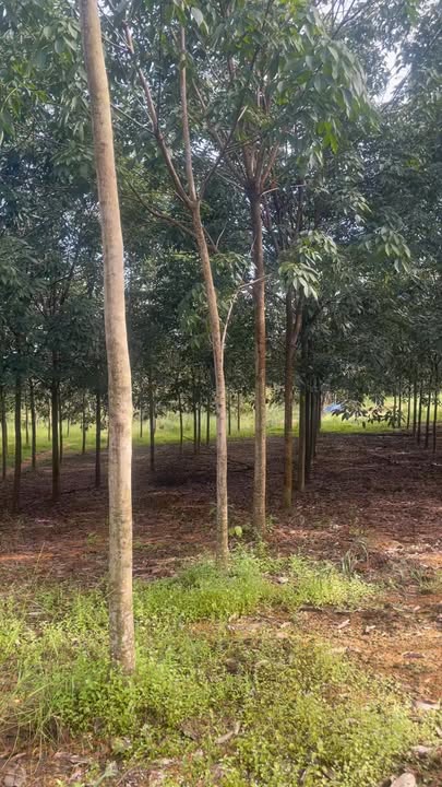 Đất Tân Phước, Đồng Phú 22.000m² giá 3 tỷ - Cơ hội đầu tư hấp dẫn!