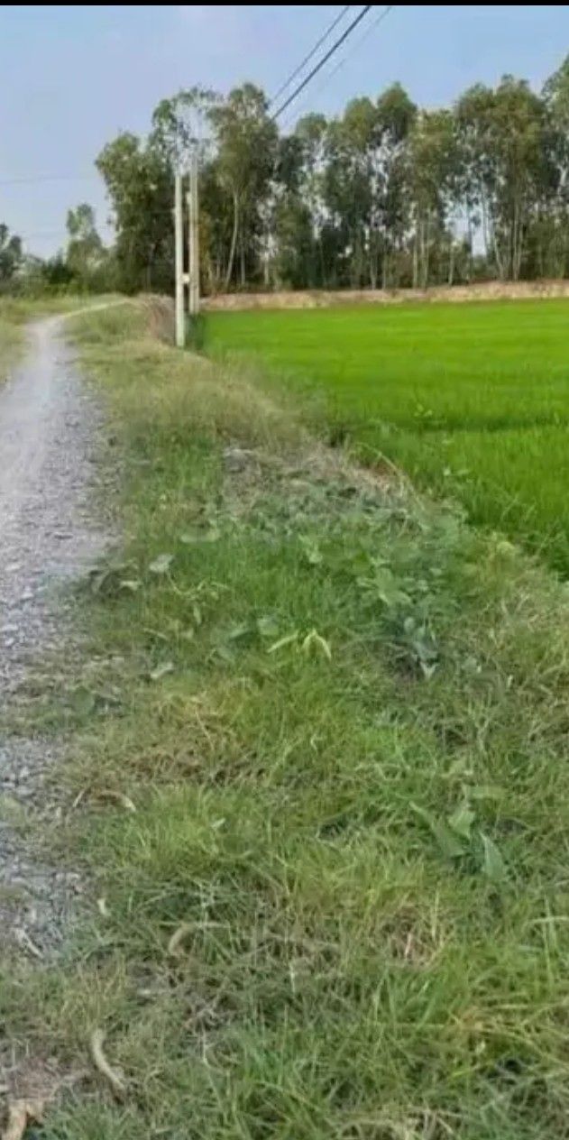 Đất nông nghiệp 20.000m² tại xã Nhị Bình, huyện Châu Thành, giá chỉ 850 triệu - Cơ hội đầu tư tuyệt vời!