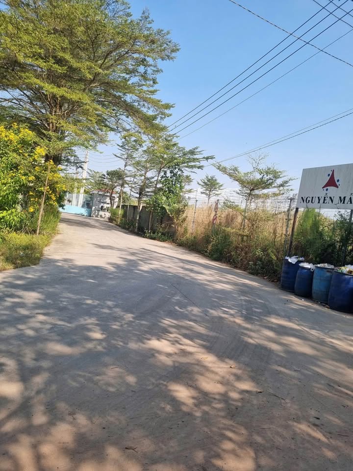 Đất thổ cư 250m² tại Bê Tông Bình Mỹ - Giá chỉ 1.5 tỷ, cơ hội đầu tư hấp dẫn!