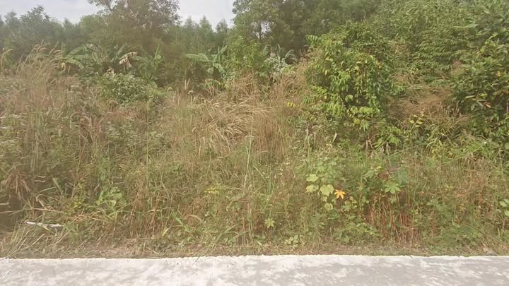 Đất thổ cư mặt tiền đường bê tông Phú Mỹ 88,4m² giá 2.35 tỷ - Cơ hội đầu tư tuyệt vời!