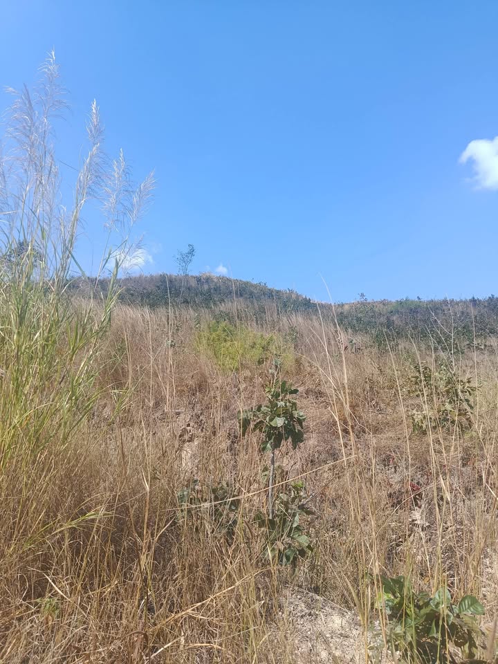 Đất nền 5ha xã Ea H'leo, 330 triệu - Cơ hội đầu tư sinh lời!