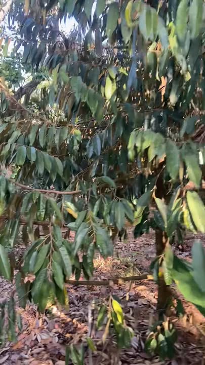 Đất nông nghiệp 9 hecta tại Quảng Tín, Tuy Đức - Giá 11.3 tỷ, cơ hội đầu tư tuyệt vời!