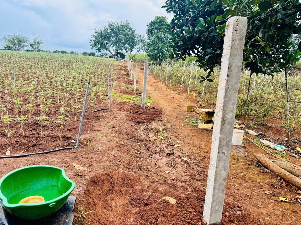 Lô đất 1200m² tại Đức Trọng, Lâm Đồng - Giá chỉ 3.3 tỷ, sổ hồng chính chủ!