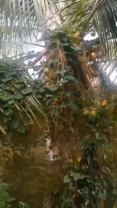 Bán Đất Vườn Cam 42000m² Xã Châu Điền, Cầu Kè, Trà Vinh - Giá Chỉ 11.34 Tỷ!