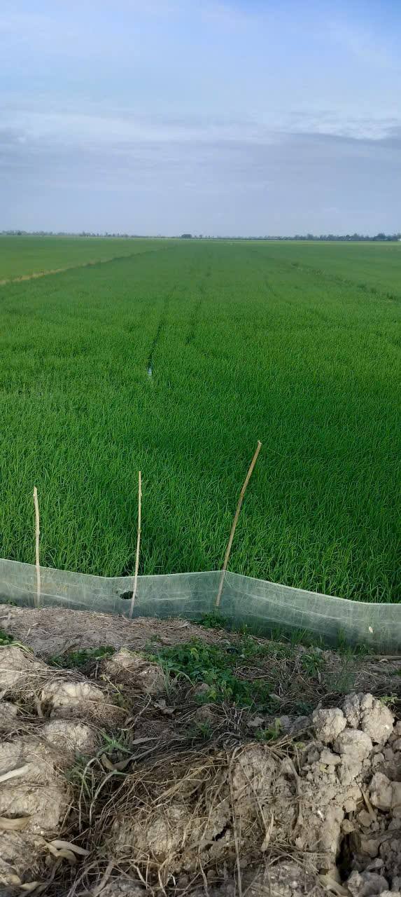 Đất nền 38 công xã Vĩnh Nhuận, An Giang - Giá chỉ 5.472 tỷ, vị trí tiềm năng!