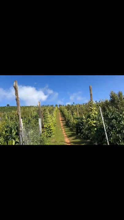 Đất nền 1,6ha xã Đắk N'Dung giá 2,5 tỷ - Pháp lý rõ ràng