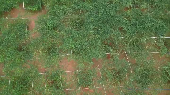 Farm 2911m² tại Xã Tân Quang, Huyện Lục Ngạn - Cơ hội đầu tư hấp dẫn!